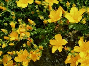 Hypericum polyphyllum