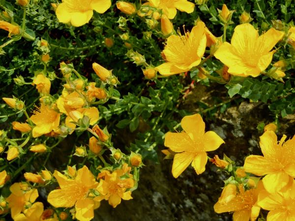 Hypericum polyphyllum