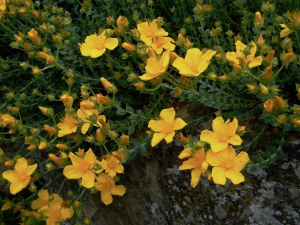 Hypericum polyphyllum