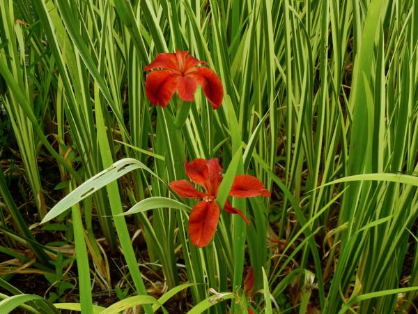 Iris fulva or Copper Iris