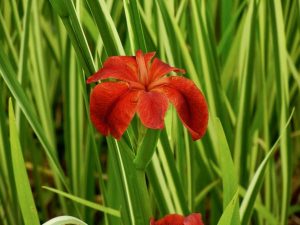 Iris fulva | Online Flower Garden