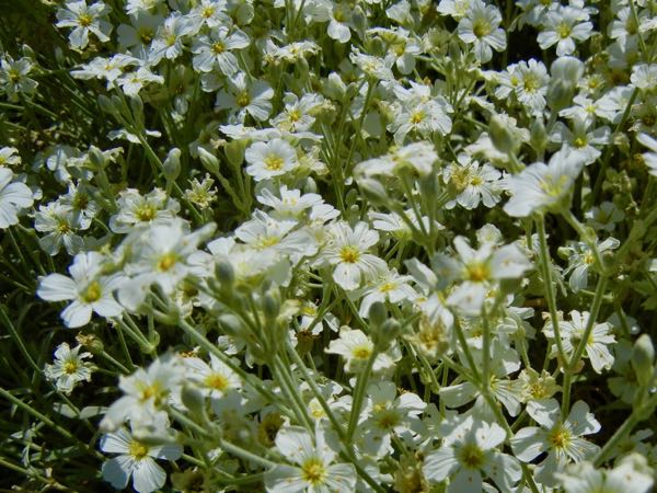 Cerastium-candidissimum-5615 | Online Flower Garden Cerastium candidissimum or Greek Snow-in-summer