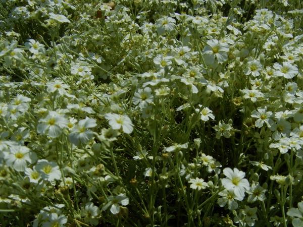 Cerastium-candidissimum-5616 | Online Flower Garden Cerastium candidissimum