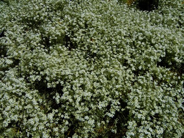Cerastium-candidissimum-5617 | Online Flower Garden Cerastium candidissimum