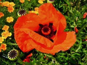 Papaver pseudo-orientale | Online Flower Garden