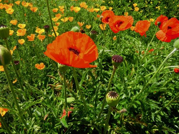 Papaver pseudo-orientale