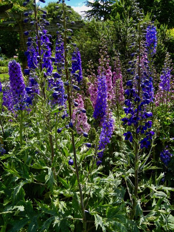 Delphinium-5621 | Online Flower Garden Delphinium