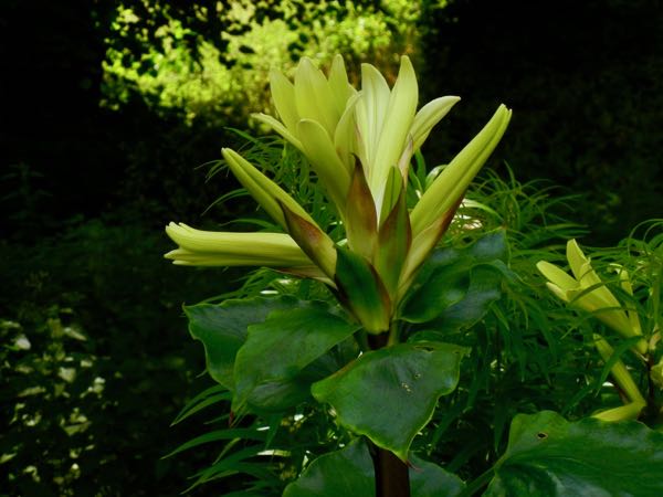 Cardiocrinum giganteum var. yunnanense