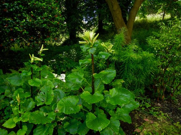 Cardiocrinum giganteum var. yunnanense