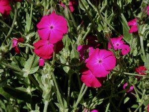 Silene coronaria | Online Flower Garden