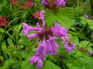 Betonica macrantha 'Superba' or Stachys macrantha 'Superba' | Online Flower Garden