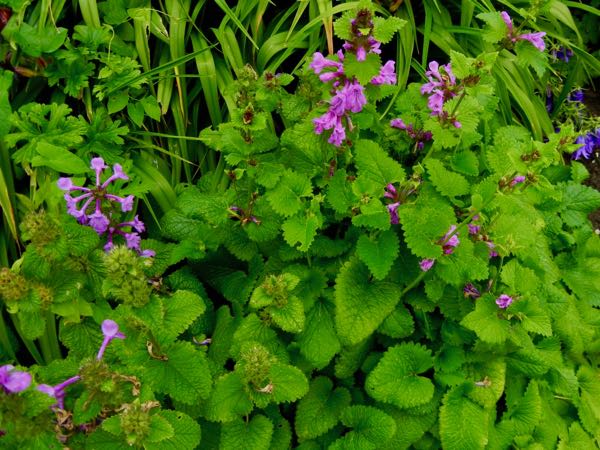 stachys-macrantha-5739 | Online Flower Garden Stachys macrantha 'Superba'