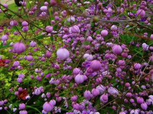 Thalictrum delavayi | Online Flower Garden