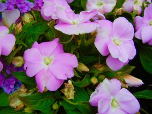 SunPatiens® 'Vigorous Orchid' | Online Flower Garden