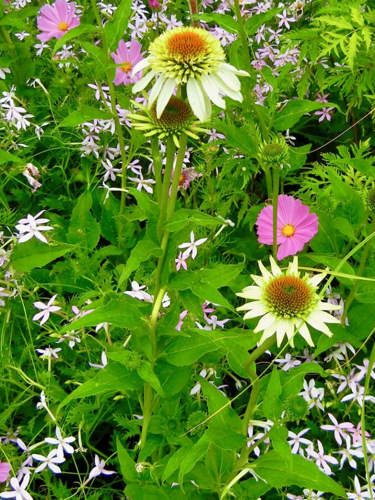 Echinacea purpurea 'Coconut Lime'