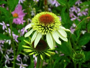 Echinacea purpurea 'Coconut Lime'