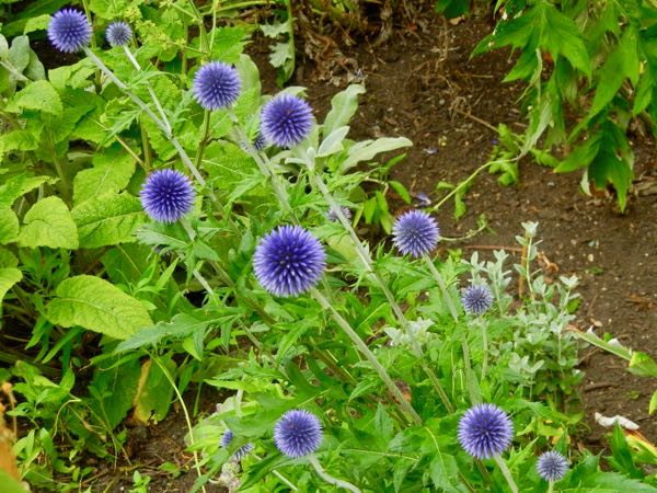 Echinops-bannaticus-5764 | Online Flower Garden Echinops bannaticus