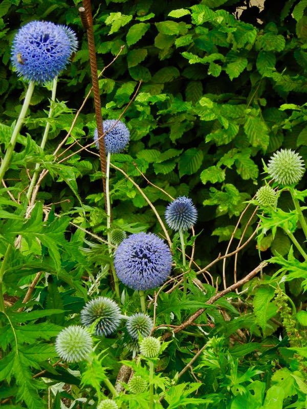 Echinops-bannaticus-5765 | Online Flower Garden Echinops bannaticus