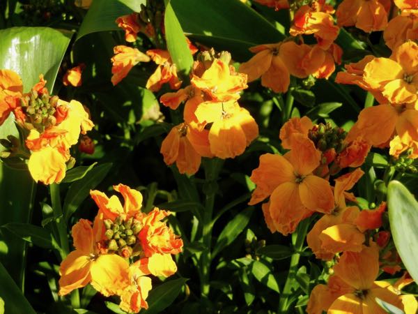 Erysimum-cheiri -Sunset-Orange-5806 | Online Flower Garden Erysimum cheiri 'Sunset' Orange