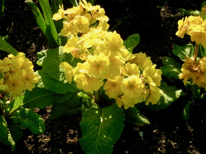 Primula-Crescendo-Yellow | Online Flower Garden Primula 'Crescendo® Yellow'