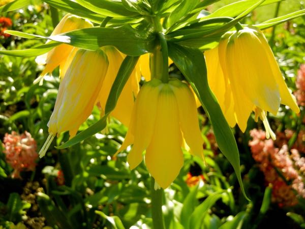 Fritillaria-imperialis-Lutea-5812 | Online Flower Garden Fritillaria imperialis 'Lutea'