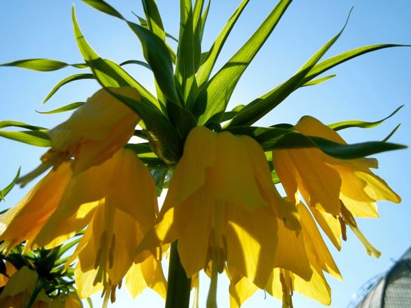 Fritillaria-imperialis-Lutea-5813 | Online Flower Garden Fritillaria imperialis 'Lutea'