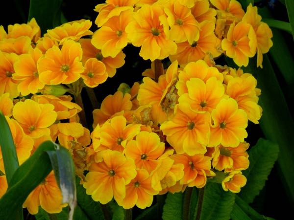 Primula 'Crescendo Orange'