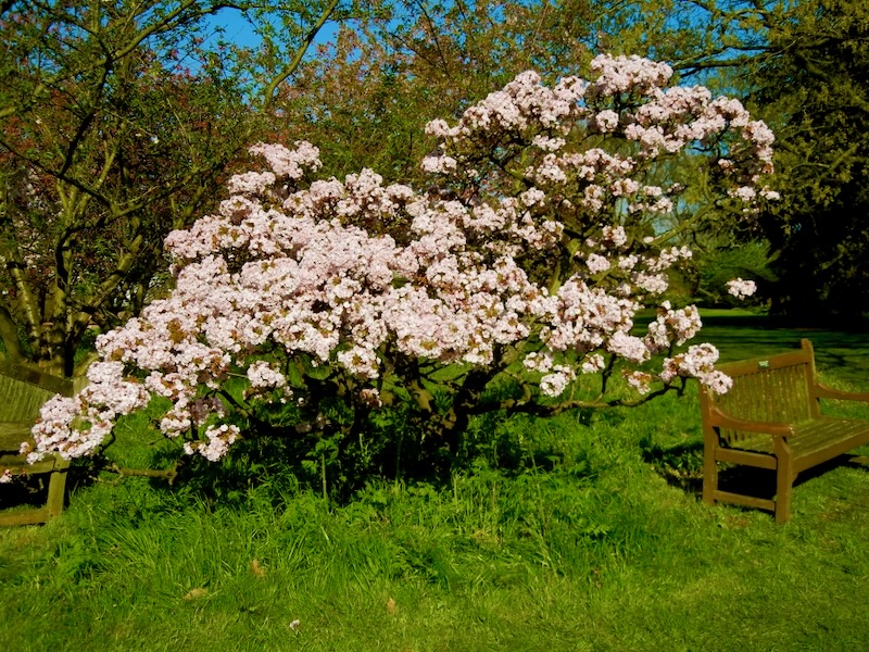Prunus-Takasago | Online Flower Garden Prunus 'Takasago'