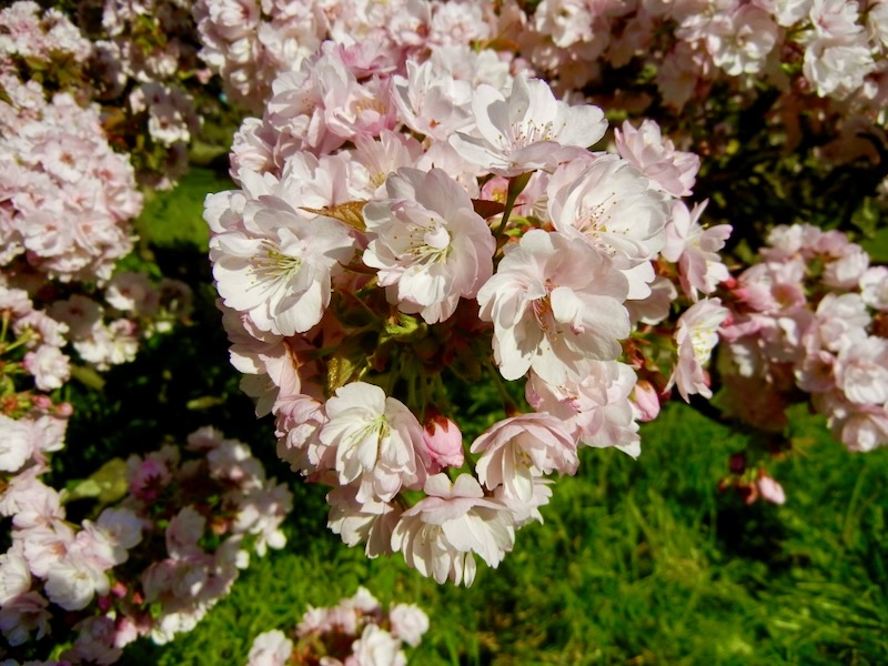 Prunus-Takasago | Online Flower Garden Prunus 'Takasago'