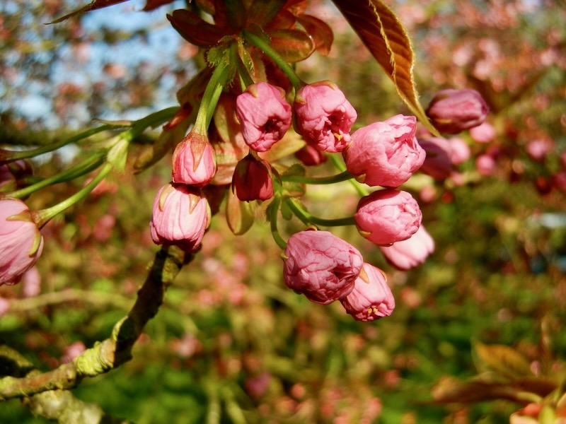 Prunus-Kanzan | Online Flower Garden Prunus 'Kanzan'