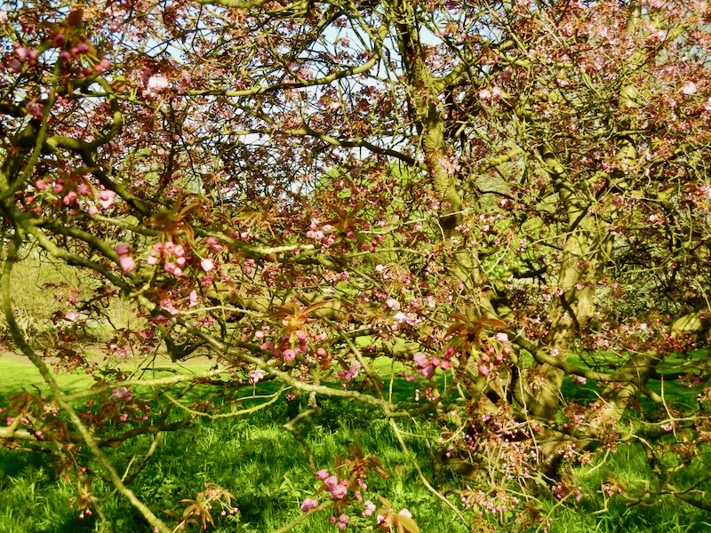 Prunus-Kanzan | Online Flower Garden Prunus 'Kanzan'