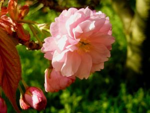 Prunus 'Kanzan'