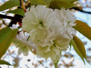 Prunus lannesiana 'Shiogama'