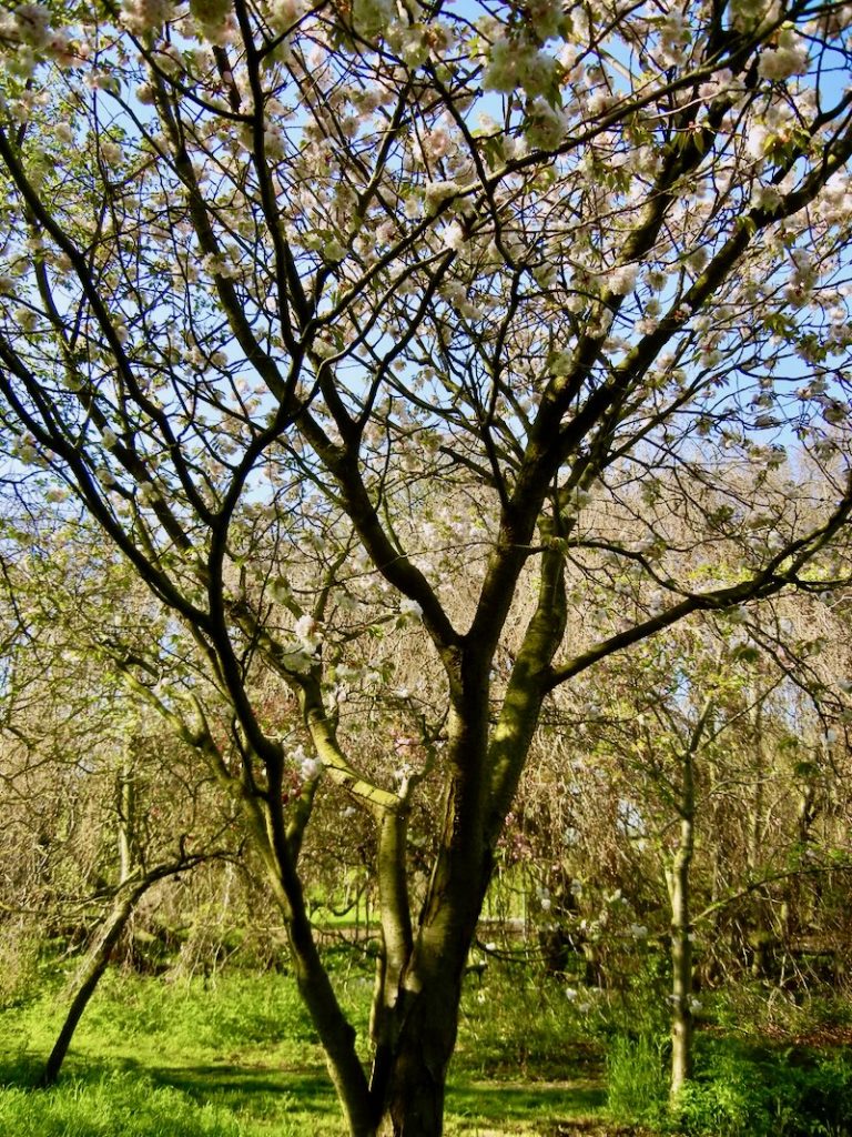 Prunus-lannesiana-Shiogama | Online Flower Garden Prunus lannesiana 'Shiogama'