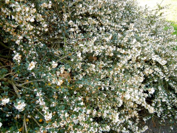 Osmanthus delavayi