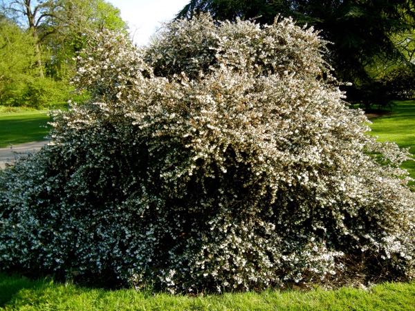 Osmanthus delavayi