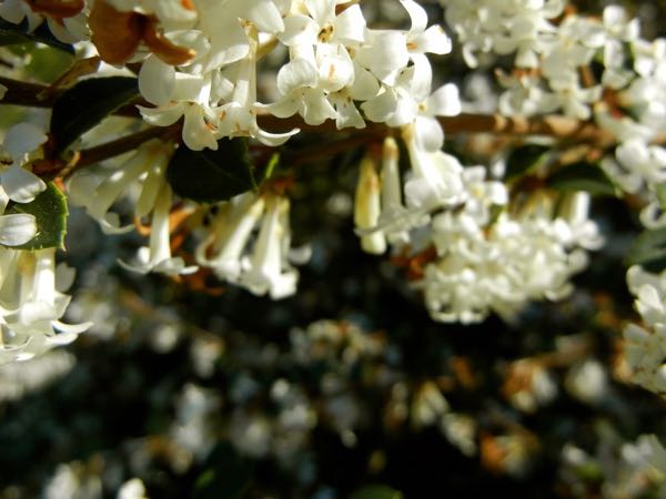 Osmanthus delavayi