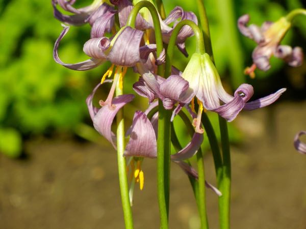 Erythronium-revolutum-5889 | Online Flower Garden Erythronium revolutum