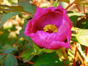 Paeonia x suffruticosa