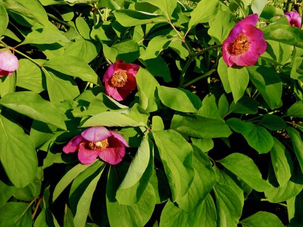 Paeonia-mascula-5904 | Online Flower Garden Paeonia mascula | Online Flower Garden