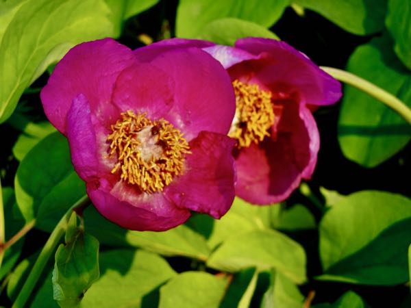 Paeonia-mascula-5905 | Online Flower Garden Paeonia mascula | Online Flower Garden