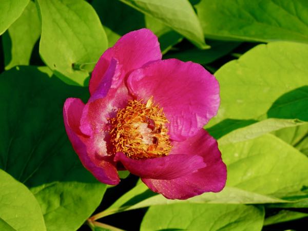 Paeonia-mascula-5906 | Online Flower Garden Paeonia mascula | Online Flower Garden