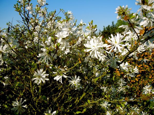 Magnolia stellata 'Waterlily'