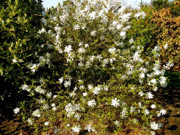Magnolia stellata 'Waterlily'