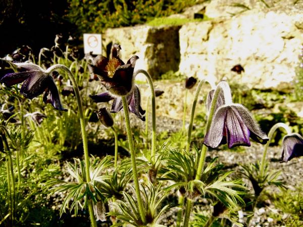 Pulsatilla pratensis-subsp-bohemica-5923 | Online Flower Garden Pulsatilla pratensis subsp bohemica