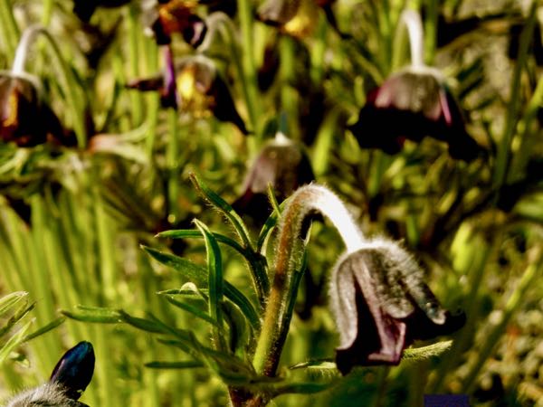 Pulsatilla pratensis-subsp-bohemica-5924 | Online Flower Garden Pulsatilla pratensis subsp bohemica