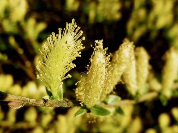 Salix repens