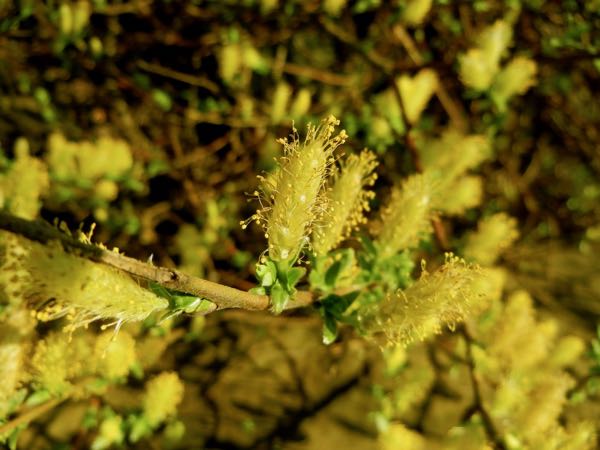 Salicaceae Salix repens