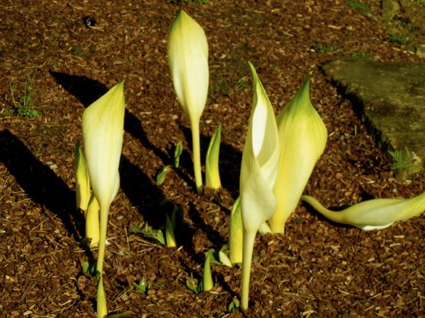 Lysichiton camtschatcensis