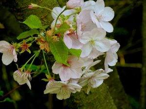 Prunus 'Mikuruma-gaeshi'